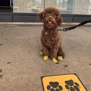 Meet your Posher, Kyizom